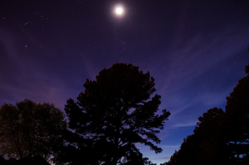 astronomy_forest_moon_night_night_sky_sky_stars_trees-1102403.jpg